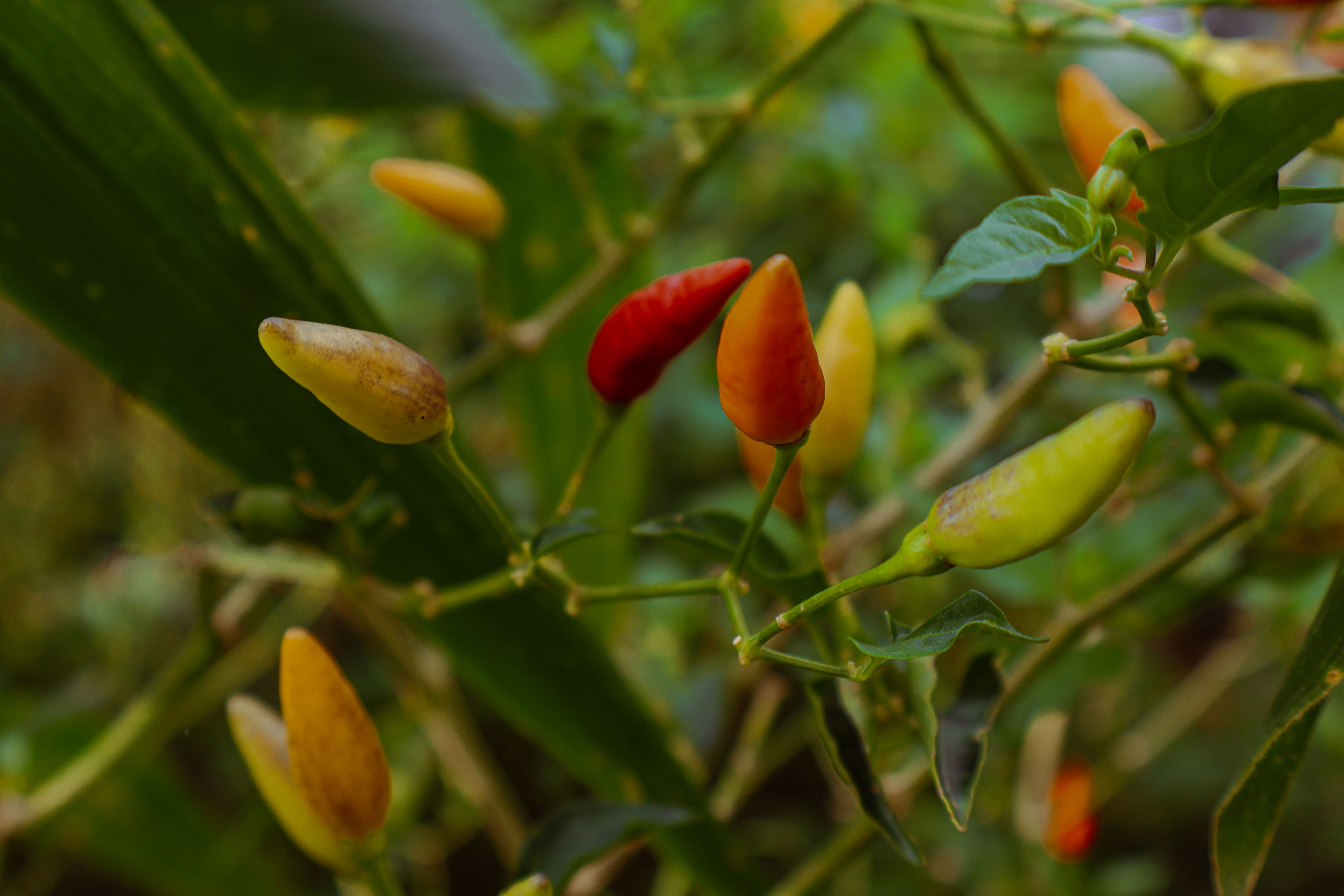 green plant in close up photography